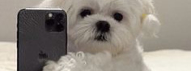 ひまわり♛さんの壁紙画像