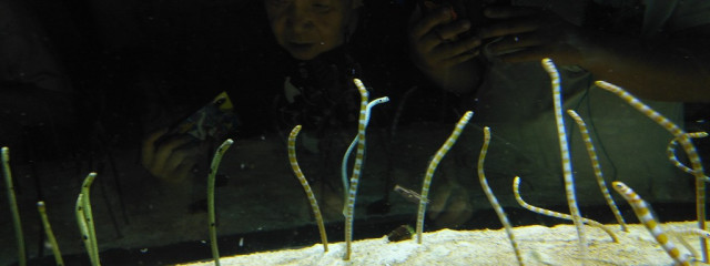 Suzuさんの壁紙画像