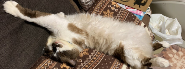 如月 たつよしさんの壁紙画像