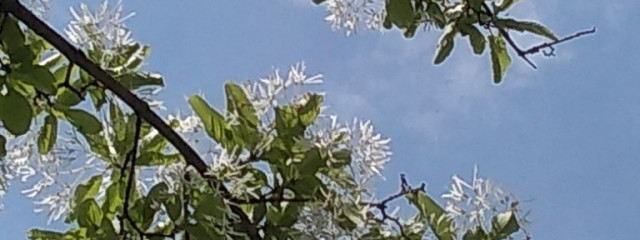 CREAM greenさんの壁紙画像