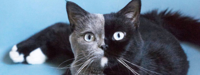 闇猫🐱さんの壁紙画像