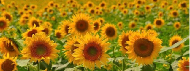 moepさんの壁紙画像