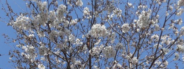 抹茶アイス@一時活動休止さんの壁紙画像