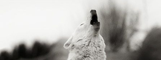 Wolf☆(見る専門だよ)さんの壁紙画像