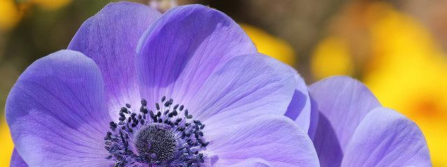 ディ玉ちゃん @低浮上 @亀更新さんの壁紙画像