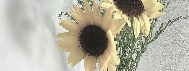 🌻向日葵🌻さんの壁紙画像