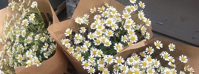 紫の紫陽花 推し様のご帰還やったねさんのプロフィール 無料スマホ夢小説ならプリ小説 Bygmo