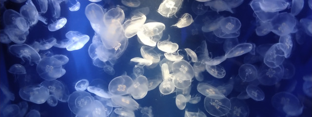 ゆうかり さんの壁紙画像