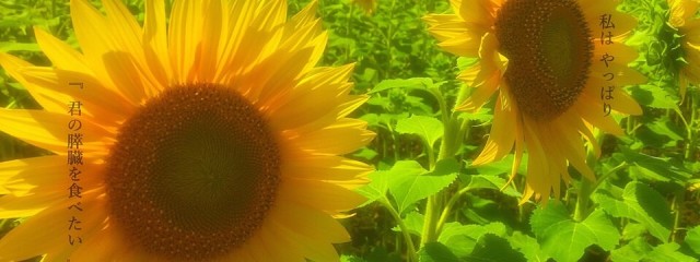 茶・アルマジロさんの壁紙画像