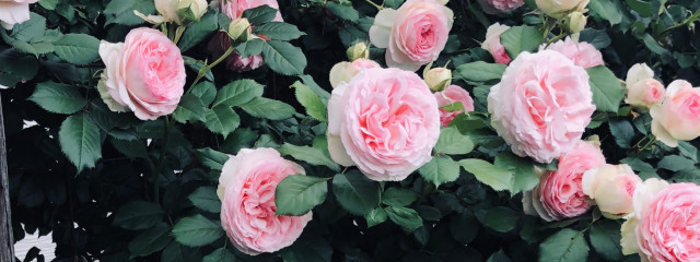 うにさんの壁紙画像