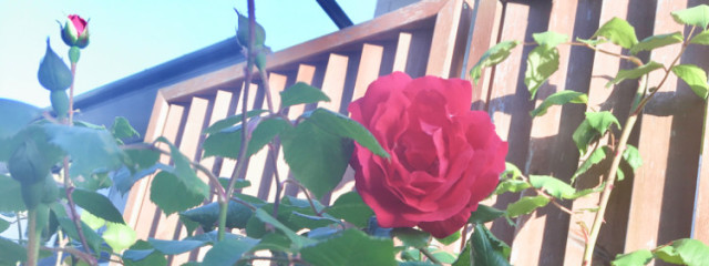 芹川 日菜々さんの壁紙画像