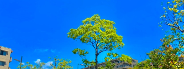 雪見だいふくさんの壁紙画像