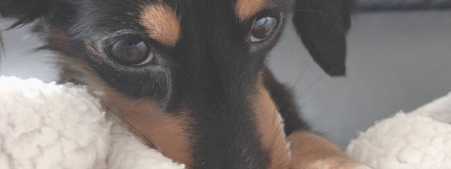 @Pikumiさんの壁紙画像