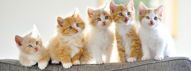 このはさんの壁紙画像