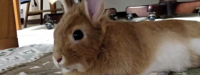 きゅんですさんの壁紙画像