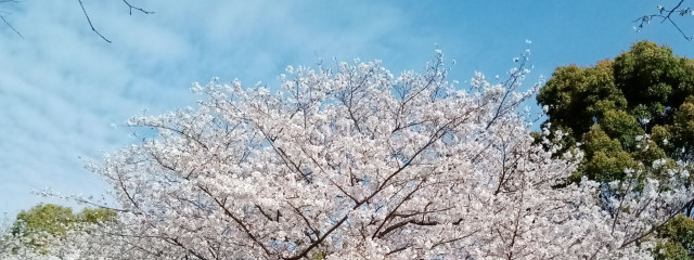 とまとさんの壁紙画像