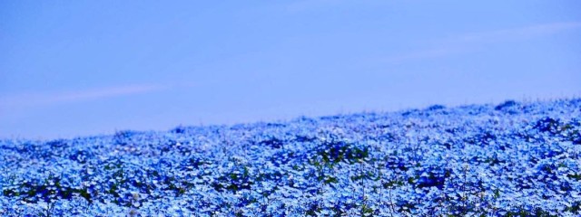 葵空❄🐼さんの壁紙画像