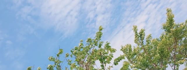 から凛とさんの壁紙画像