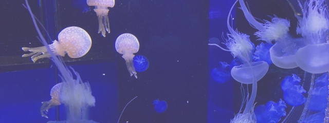 悠さんの壁紙画像