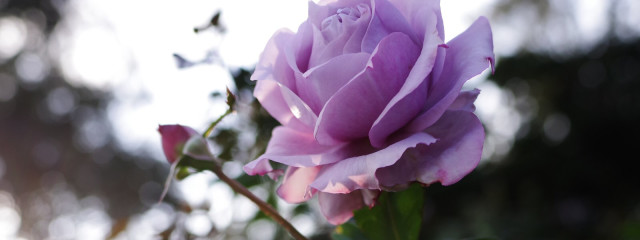 irohaさんの壁紙画像