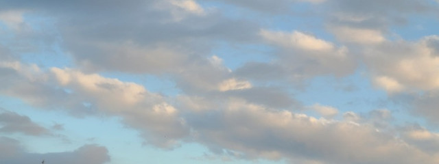 はりねず🌿さんの壁紙画像