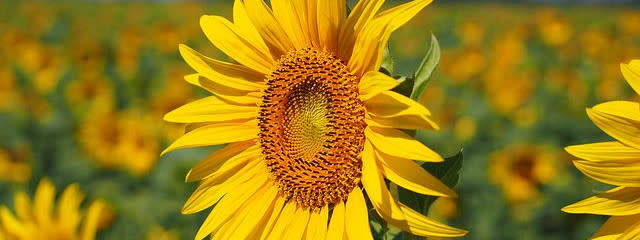 夢叶さんの壁紙画像