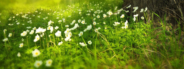 みーさんの壁紙画像