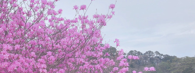 百花さんの壁紙画像
