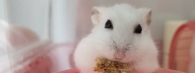 れいさんの壁紙画像