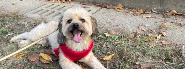 momo🐕さんの壁紙画像