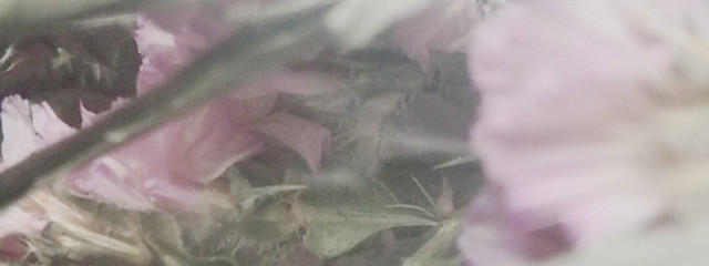    람   さんの壁紙画像