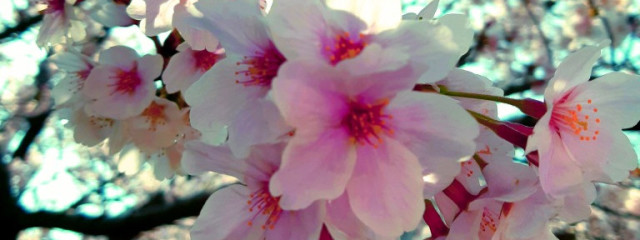 モノクロさんの壁紙画像