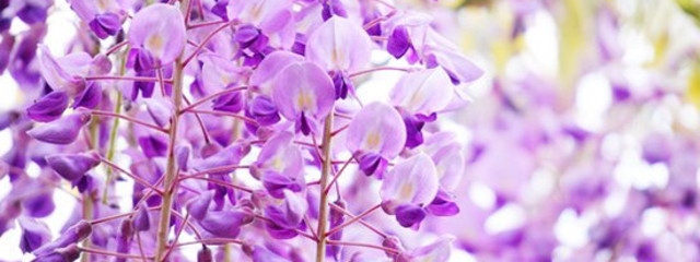 雨だまさんの壁紙画像