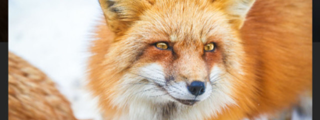 野ももさんの壁紙画像