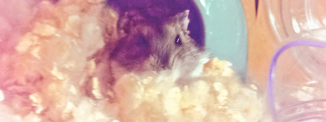 チーくんさんの壁紙画像