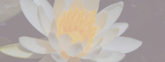 らんまるさんの壁紙画像