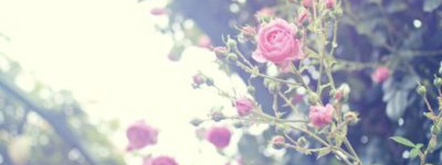 ∞エマ∞さんの壁紙画像