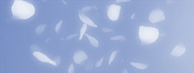 晴櫻琴颯@半分活動休止@うなとペア画中さんの壁紙画像