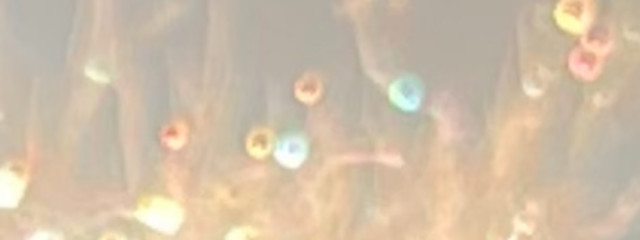 ς(>‿<.) ｳｱﾍ🦋💎さんの壁紙画像