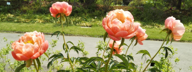 いちごさんの壁紙画像