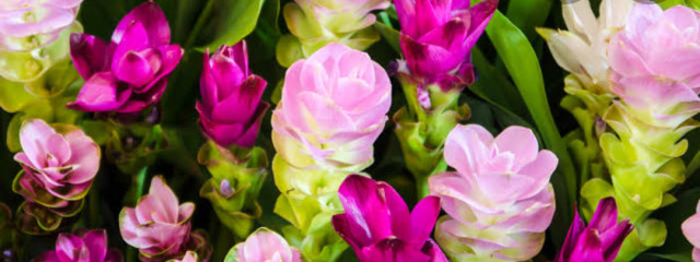 渓霞(けいか)さんの壁紙画像