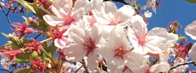 蝶水さんの壁紙画像