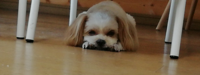 気づかれないバグさんの壁紙画像