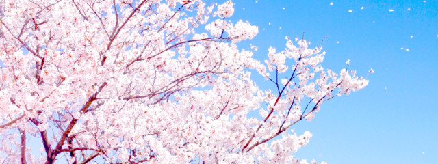 ハル🌺さんの壁紙画像
