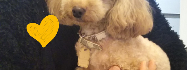 伝説のかけらもないミーさんの壁紙画像