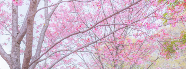 リズさんの壁紙画像