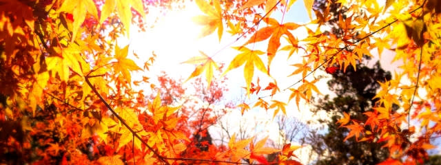 kaede🍁＠プリ小説楽しぃ！さんの壁紙画像