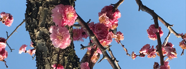 小鳥遊@土日更新さんの壁紙画像