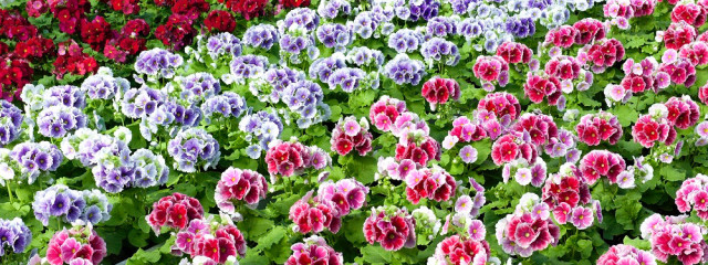 中田　佑介さんの壁紙画像