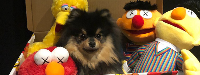 出っ歯うさぎ🐰さんの壁紙画像